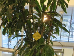 job security Christmas bauble on a plant in the Ziff building cafe